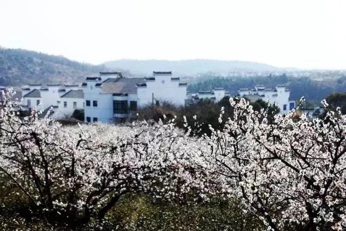 婚礼上司仪问新郎结婚后最想做的事是什么 老公说生孩子？
