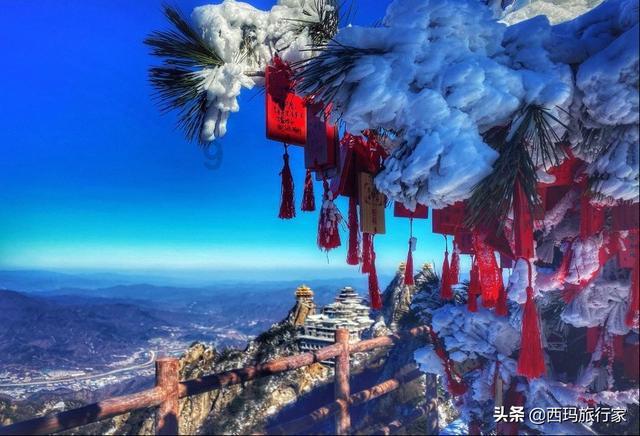 金刚鹦鹉逃生